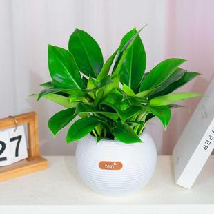 Golden Diamond Potted Hydroponic Plants to Remove Formaldehyde, Indoor Green Plants, Easy to Grow Florals, Evergreen All Year Round, Lazy Courtyard Desktop