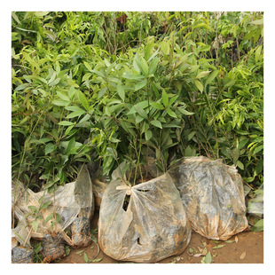 ��z�ľ�����Ĵ�����С�~�E骴�����F����ͥԺ�G�������ļ�����