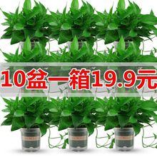 批发水培植物绿箩净化空气除甲醛绿植花卉吊室内盆栽大盆长藤垂
