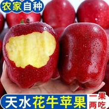 甘肃天水花牛苹果新鲜水果当季正宗平果红蛇粉面丑果整箱一件代发