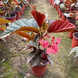 �񹝺��Ļ������^��ֲ���ﺣ�Ļ������l؛�ļ��_���̨�͏d����ȩ