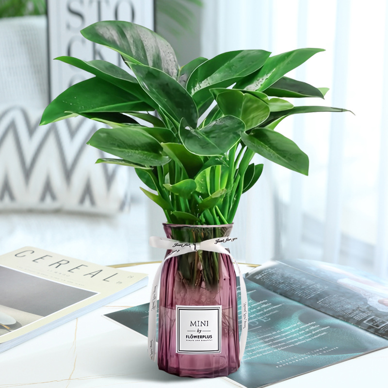 고급 대형 금다이아몬드 3개(빨간색 종이접기 라벨병) + 크리스탈 머드 + 영양액