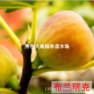 Brankrick Fig Saplings Are Cold-Resistant Boji Red Fig Saplings Planted in Pots in the North and South and Bear Fruit in the Same Year