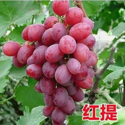 붉은 포도 5년생 모종 [올해의 성과] +30cm(포함)~40cm(제외)