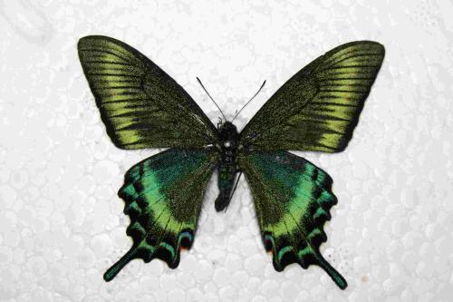 绿带翠凤蝶(春型)