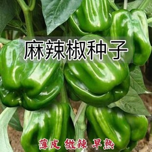 辣椒種籽麻辣三道筋特辣朝天椒小米辣長線椒四季陽台盆栽南方種孑