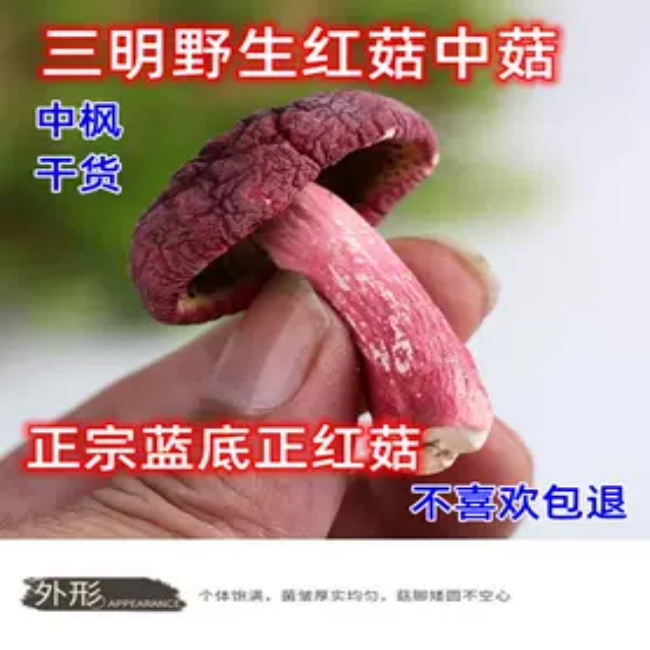 新货福建三明红菇干货野生蓝底月子红蘑菇香菇中红菇