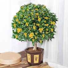 �𻨘����ļ������Կ�ʳ���_�������҃��̨ͥԺ�����ͻ���ֲ��