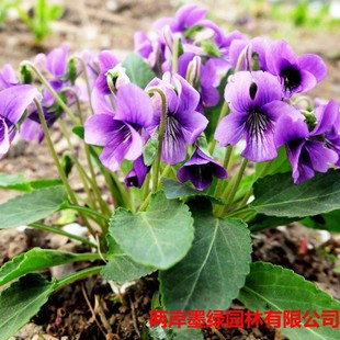 �S�����l �����Nֲ�N�� �ϻ��ض��N�� Ұ����  ���^������˷N��