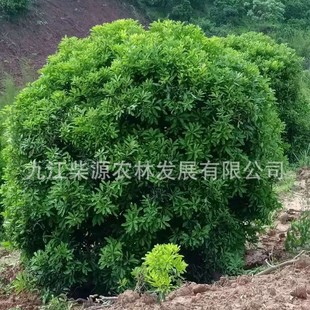 ���ؖ|����÷��޽Ӻ�̿��÷3�׹ڷ���÷10���֗�÷ ������÷��