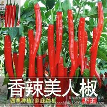 美人椒种子一年四季种红尖椒长辣椒种特辣盆栽农家大红辣椒籽种籽