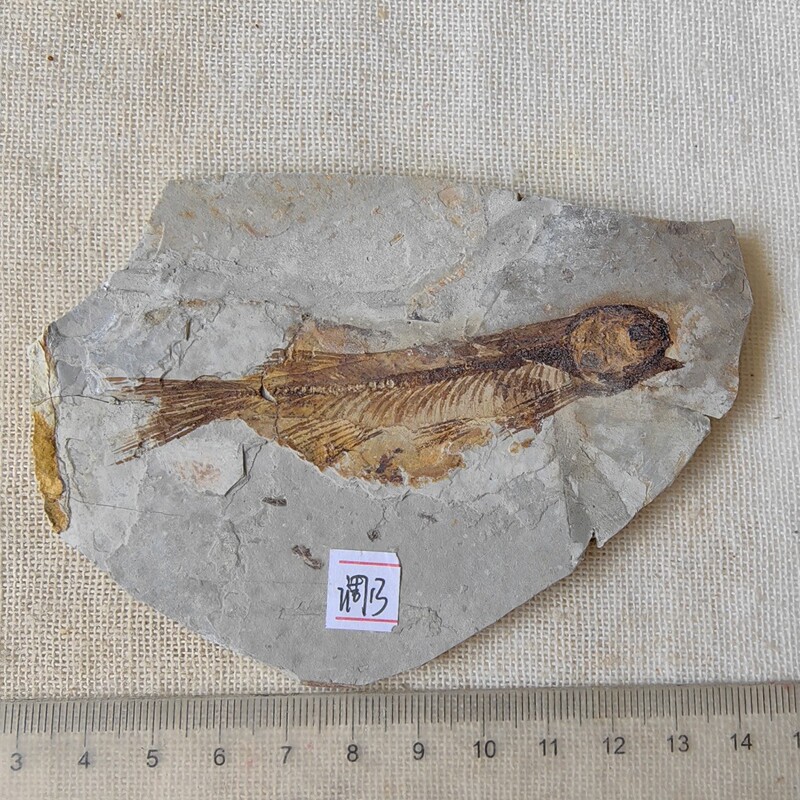 Natural Liaoxi Jurassic Paleontology Wolf Fish Fossil Specimen Fragments Repaired Kidsren's Geological Science Popularization Ornaments