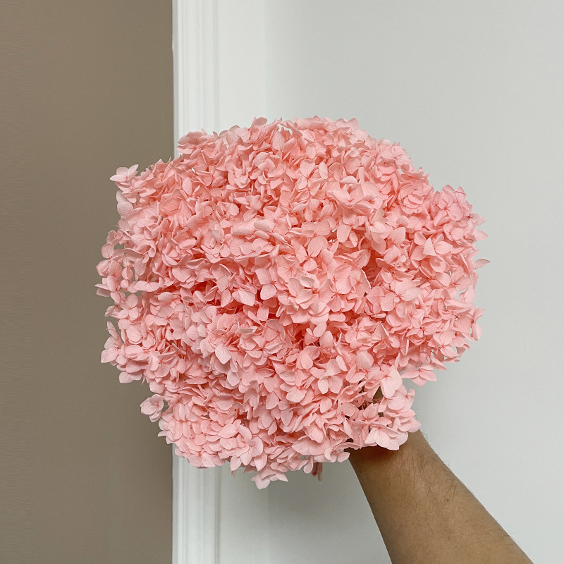 Yunnan Anna Hydrangea Flower Wholesale DIY Flower Preservation Flower Materiales de Regalo de Navidad