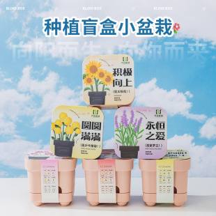 Planting Blind Box Children's Plant Potted Small Potted Kindergarten Observation Plant Primary School Students Seed Mini Wholesale