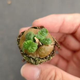 Cliff Queen Plug Seedling Bulbs 2-3cm Succulent Plant Base Direct Sales Large Favorably