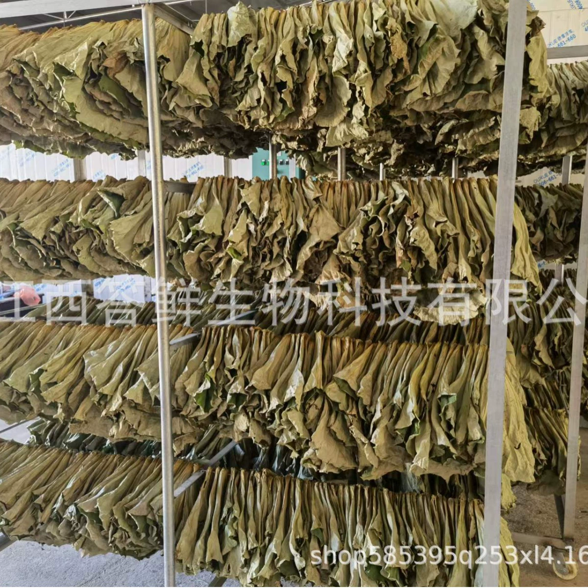 Цзянси лист лотоса происхождения прямые поставки листьев лотоса питания, чай листьев лотоса, рис листьев лотоса,