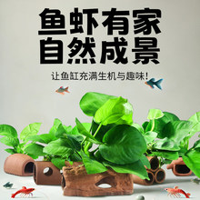 鱼缸造景陶罐水榕装饰阴性真水草活体装饰小鱼虾摆件巴榕躲避屋