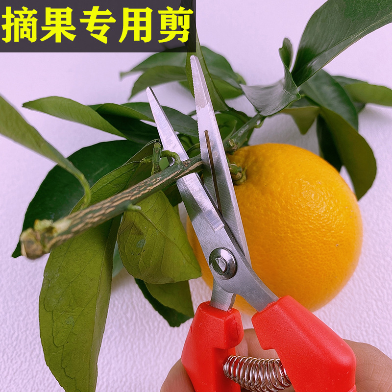 Yangjiang árboles frutales tijeras de corte de ramas de acero inoxidable tijeras de jardinería casera cortar ramas de árboles cortar naranja extraña naranja especial