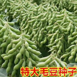 ������ë���·N�ӡ�50��߮a���ඹ�N�Ӵ����＾���N���߲�ë���N