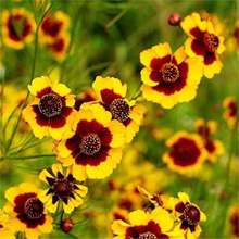 羳؛ɢbĿշNѩɽѩջNͥԺܷN