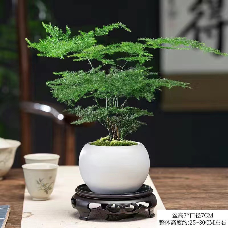 【高品质】文竹+白圆球盆+圆形底座