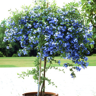 �{ѩ�������Դ���������ش��mѩ��������������ֲ��༾�_���̨