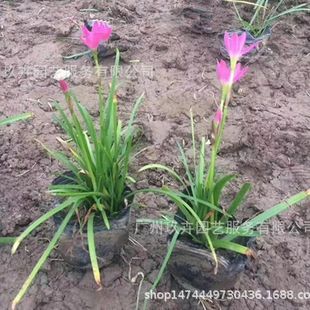 Freesia Fragrans Ground Cover Seedlings Ornamental Plants Garden Flower Mirror Flower Bed Greening Time Flower Courtyard Ornamental Florals
