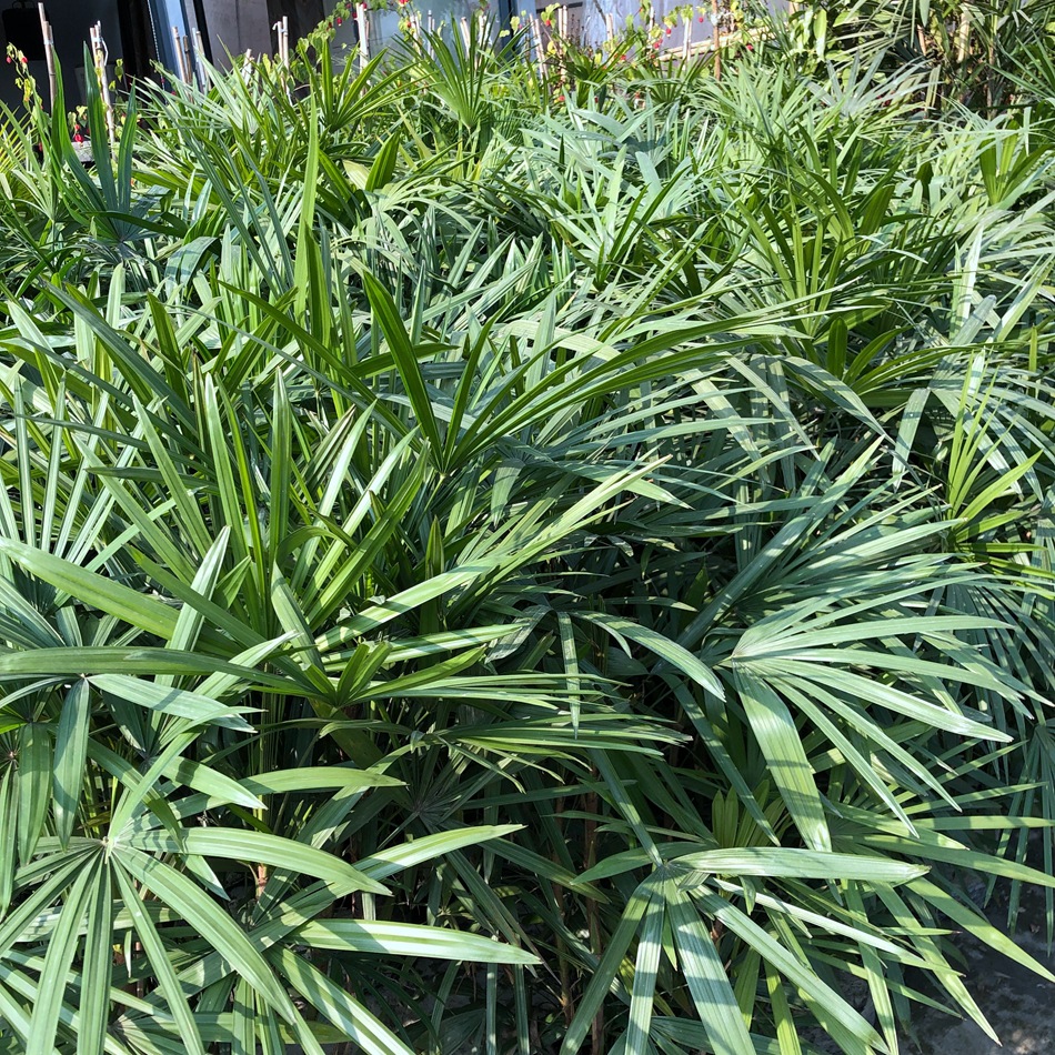 细叶棕竹盆栽 矮棕竹 室内外绿植盆栽花卉 家庭园艺棕榈植物-阿里巴巴