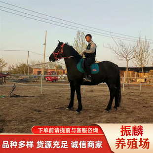 �T���R�����Xһƥ �������u�R�� �B�R���������R���U����