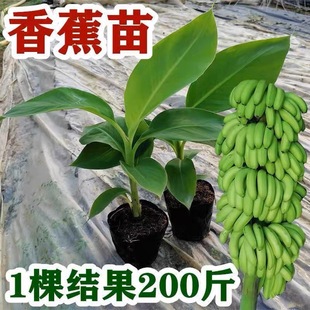 �㽶��۽���t�㽶�簫������ʵ۽��㽶������߮a�㽶�������~