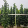 塔形常绿庭院植物树苗