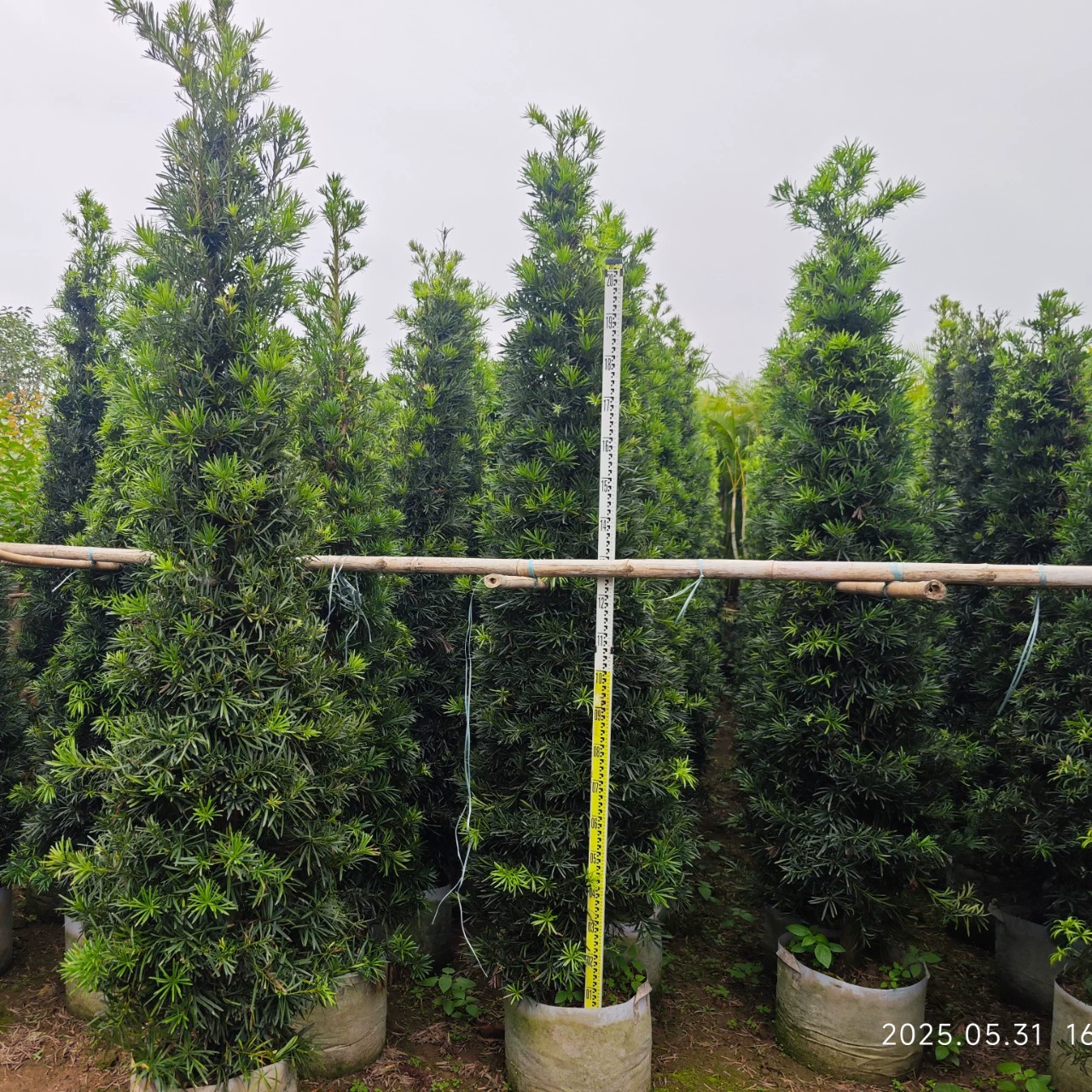 Кустарник для двора, саженец подокарпа, четырехстворчатый вечнозеленый забор, стеновая башня, вечнозеленый саженец подокарпа, термостойкий