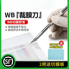 ���_�� WB��Ĥ�� ��Ĥ�� PVDF NCĤ���е� ��Ĥ������ PAGE���z��