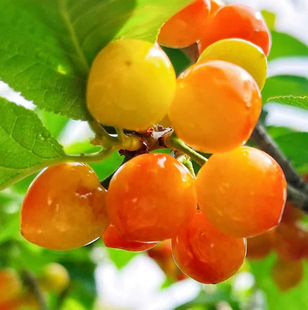 ���A��������Ʒ�N����������܇���Ә����Ϸ������Nֲ�����Ҙ�