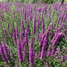 ǧ˷Nļ׻޸NˮRNͥԺͺ