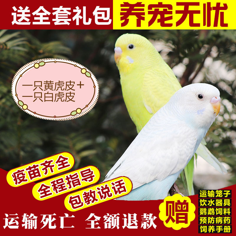 生きたオウム、生きた鳥、セキセイインコ、話す鳥、ペットの鳥、雲の斑点、小さな飼い慣らされたオカメインコ、生きた鳥|undefined