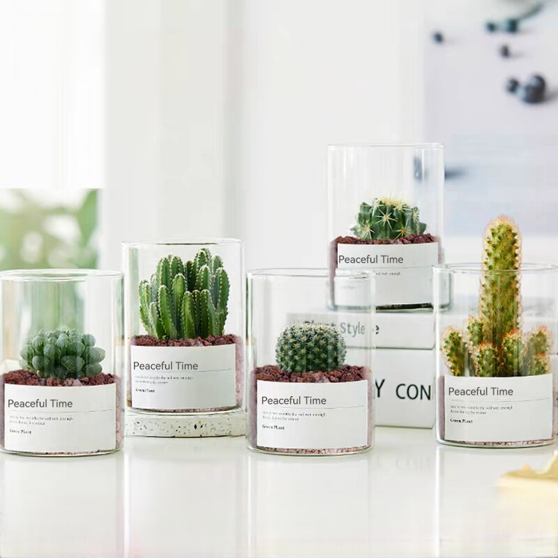 Succulent Plant Cactus Potted Indoor Succulent Cactus Small Plant Flowering Office Workstation Desktop Green Plant