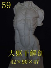 艺伯乐男躯干石膏像90cm大躯干解剖全身像 素描静物雕塑美术教具