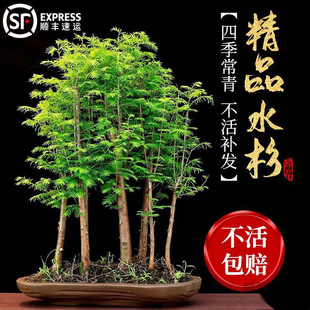 ˮɼ���������҃��k��������ˮ��ֲ��͏d����ɼ�辰�ļ���������