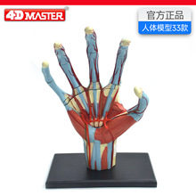 4D Master��������ģ������ṹ����ҽѧ��ѧ�̾߿��տɲ�ж
