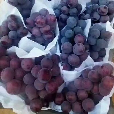 텡니안 5년생 모종 [올해의 성과] +30cm(포함)~40cm(제외)