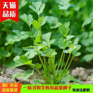 Large-Leaf Coriander Seeds Are Cold-Resistant Old Varieties in All Seasons, Heat-Resistant Coriander Seeds, All-Season Coriander, Large-Leaf Coriander