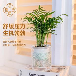 Pocket Coconut Potted Green Plants Are Easy to Maintain Indoors and in Offices, Evergreen All Year Round and Purify the Air