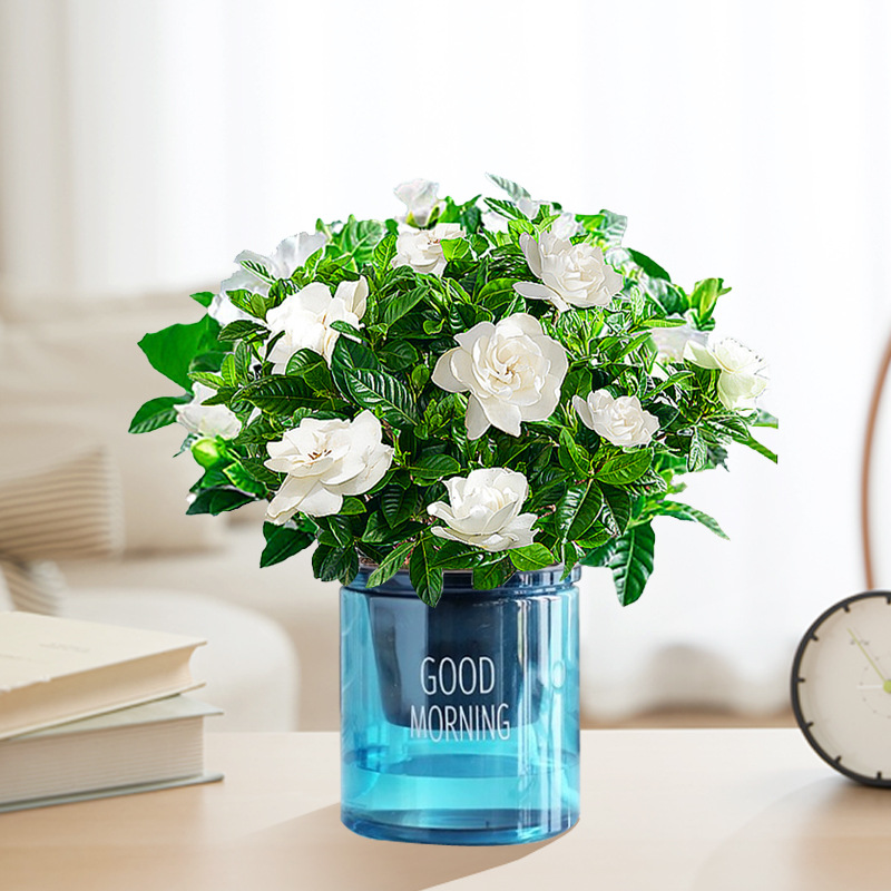 【새싹 있음】90#치자나무(블루 굿모닝 화분) + 영양액