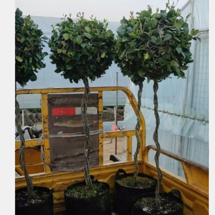Windmill Jasmine Lollipop Silver Jasmine Lollipop Potted Garden Ground Planting Green Plants Evergreen Climbing Vines Good for Flowers