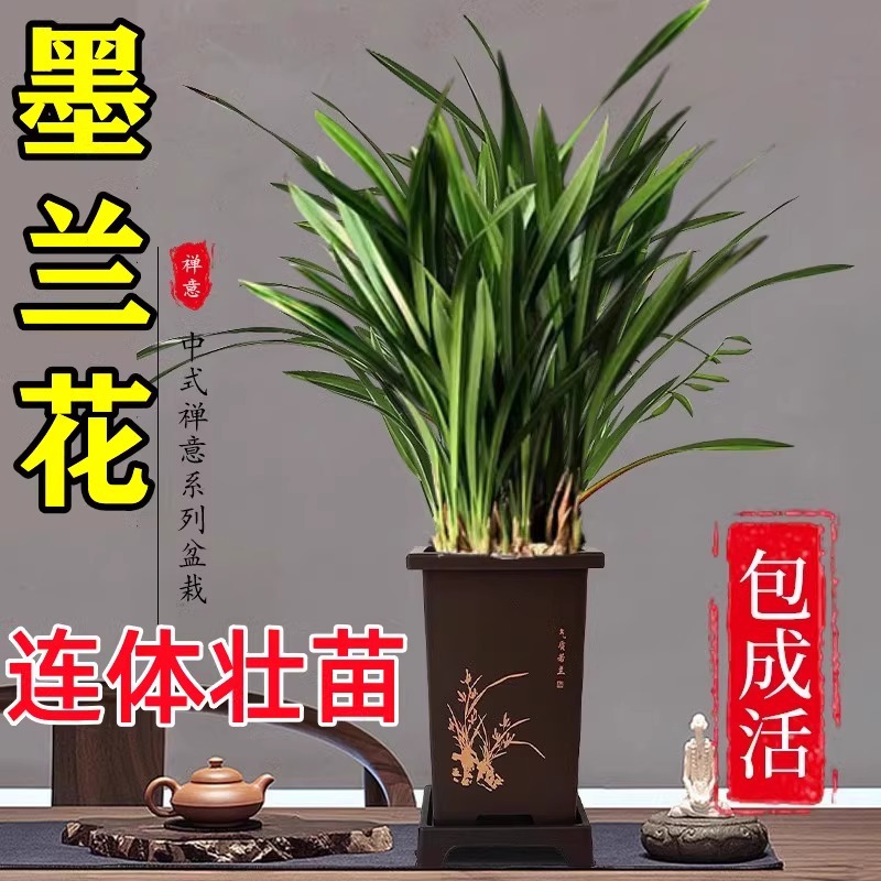 墨兰苗盆栽兰花带花苞发货室内四季好养活企黑精品名贵花卉绿植物