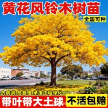 黄花风铃木树苗带紫花大树耐寒旱风景树庭院造景名贵花卉绿化植物