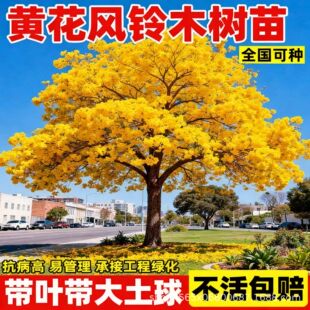 �S���L�ľ���玧�ϻ�����ͺ����L����ͥԺ�쾰���F���ܾG��ֲ��
