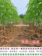 �޽Ӽtɺ�����Ҙ����������������Ա��Ϸ��ͺ�ͥԺ�Nֲ����Y��