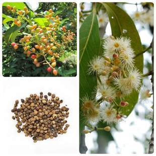 ˮ�̷N��ˮ�ŷN����ľ�N���ļ����Nˮ�����ҷN�Ӵ��~ˮ�Ř�N��